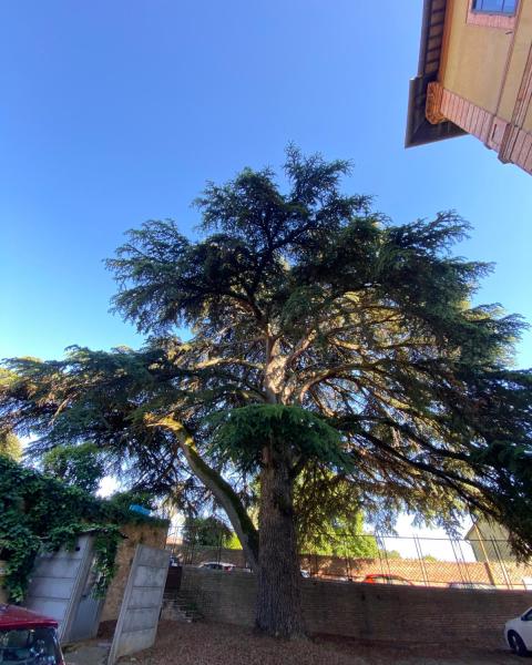 Cedro di Via del Laterino